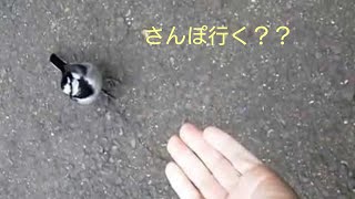 付いてくるセキレイ セキレイ 検索動画10 付いてくるセキレイ セキレイ 検索動画 10