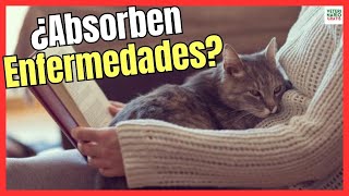 💘 ¿LOS GATOS ABSORBEN LAS ENFERMEDADES DE SUS DUEÑOS? 💘