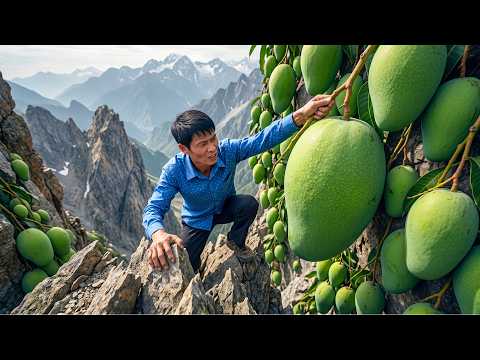 Cosechando Más de 1000 Mangos Verdes para Llevarlos al Mercado Rural y Venderlos