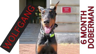 WOLFGANG | 6 MONTH OLD DOBERMAN PINSCHER | SOCIALIZATION | OFF LEASH OBEDIENCE by Off Leash K9 Training Columbus 33 views 4 days ago 5 minutes, 7 seconds