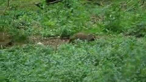Badger Gathering Bedding