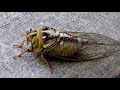 Cricket cicada  cheeveedu live sound