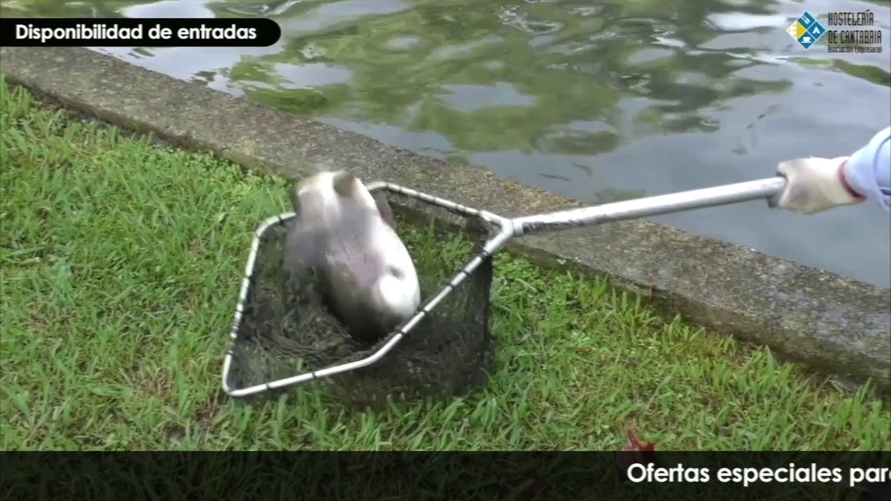 Piscifactoría SARO