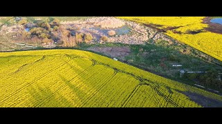 Polish Yellow Fields - rapeseed flowers - Polish Pomerania - Pola rzepakowe na Pomorzu Maj 2020