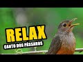 🔴CANTO DOS PÁSSAROS PARA RELAXAR ♫