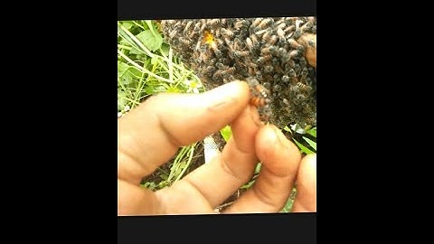 Cách nhận biết con ong chúa con ong ruồi