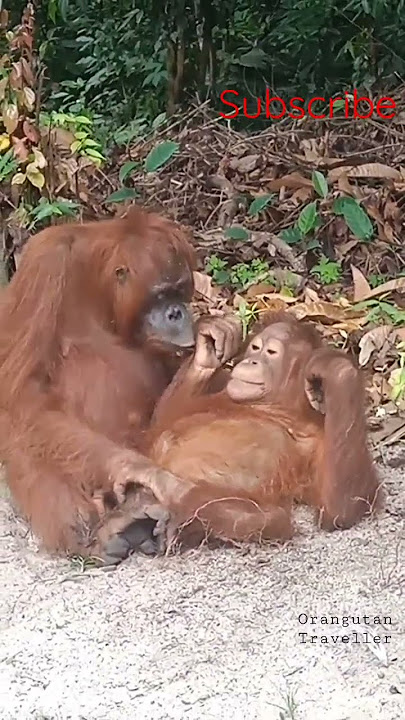 Induk Orangutan Hamil Tapi tetap sayang #wildlife #animalrescue #shorts #orangutan #animals