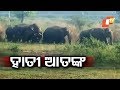 ଅନୁଗୁଳରେ ହାତୀ ଉପଦ୍ରବ Rosalin Rath