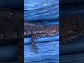 Fence lizard lurks and then makes a hasty retreat
