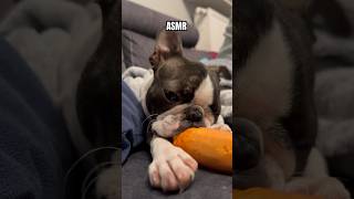 #asmr #asmreating #asmrfood #dog #dogshorts #shorts