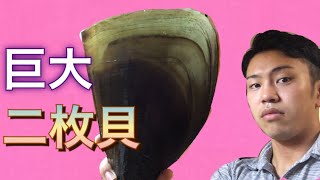 巨大貝！！タイラギを捌いて貝柱とヒモをまるごと食べる！