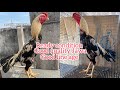 Mansuri Jawa good quality bird Aseel in Hyderabad ready condition bird #youtube 