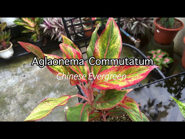 grow light stands for indoor plants SunBlaster Seed Starting 24