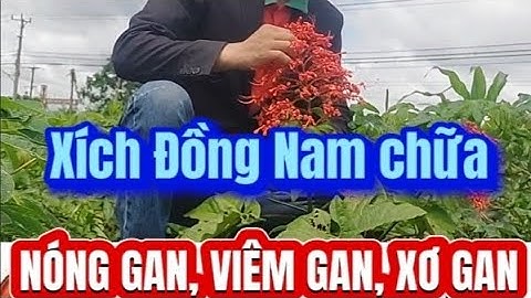 Gan mát hết viêm người vui khỏe nhờ cây Mò hoa đỏ|Dược sĩ Luận