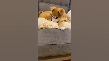 RIP Simba 2020 2025 Video When He Was Baby 