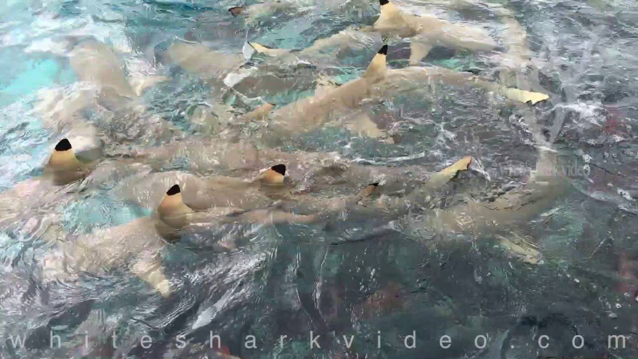 sharknado 5 Black Tip Reef Sharks Not Biting Me or Each Other: WSV