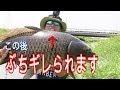 【怒られた】ガチで１日中パン鯉やったら何尾釣れるのか？