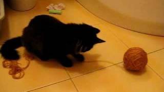 Kitty play with a yarn ball