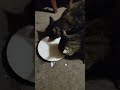 Телята #котята#коты #животные #село #деревня #мукбанг #асмр