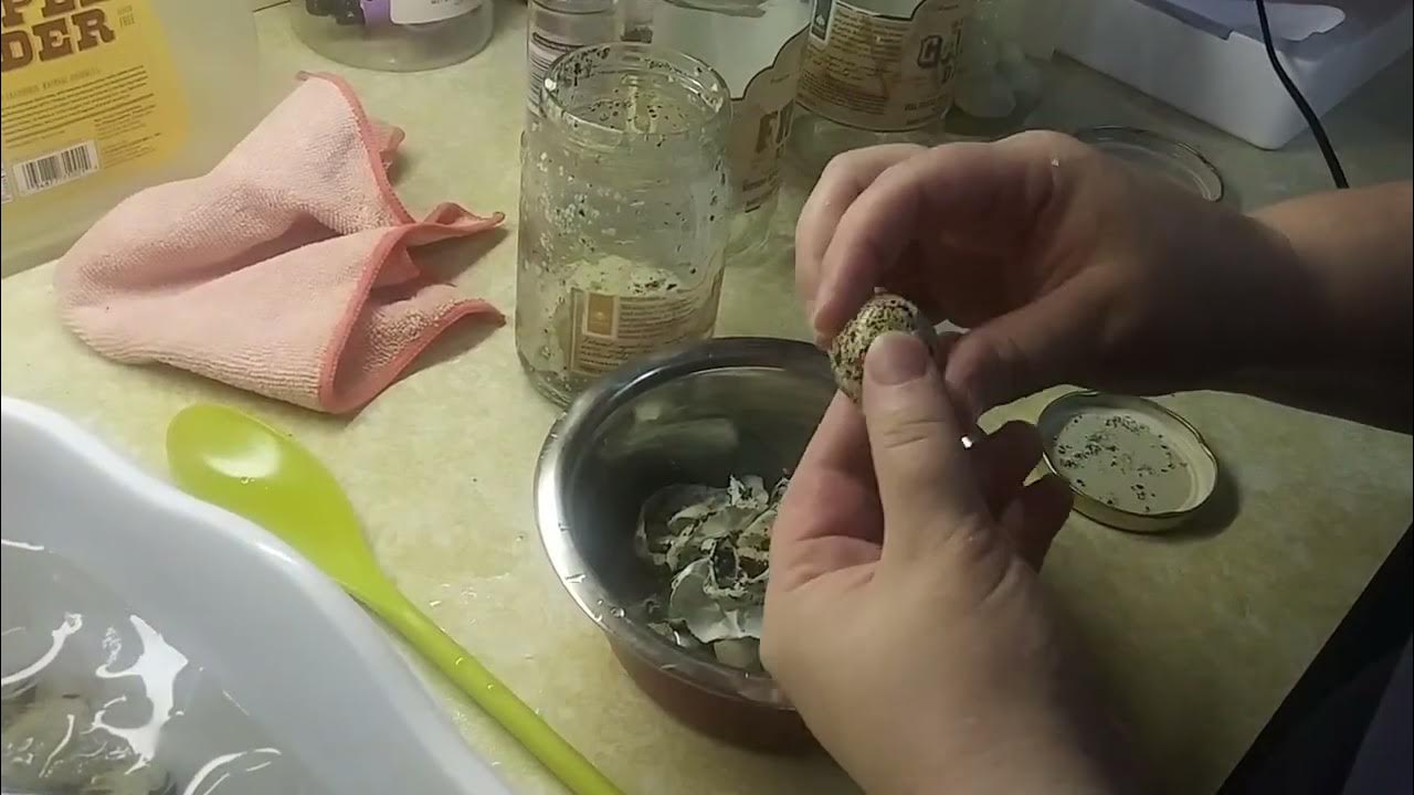 Quail! Easy Peel Quail Egg Hack! No Special Gadgets Required. YouTube