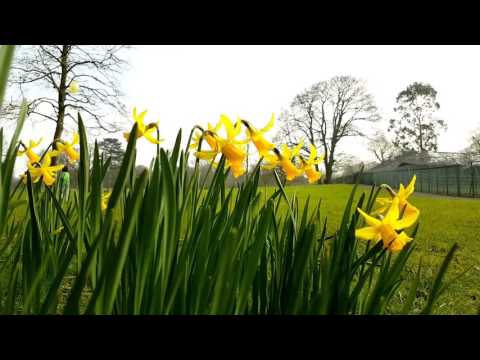 Spring approaching Golders Hill Park