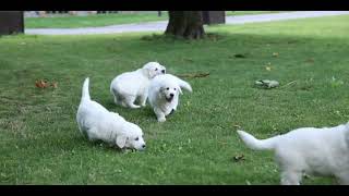 Chews A Puppy Google Ads by Chews A Puppy 53,186 views 1 year ago 45 seconds