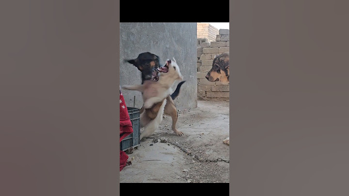 أقوى صراع بين لوسي وريفه !! 😨🔥