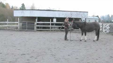 Self-Haltering Mules