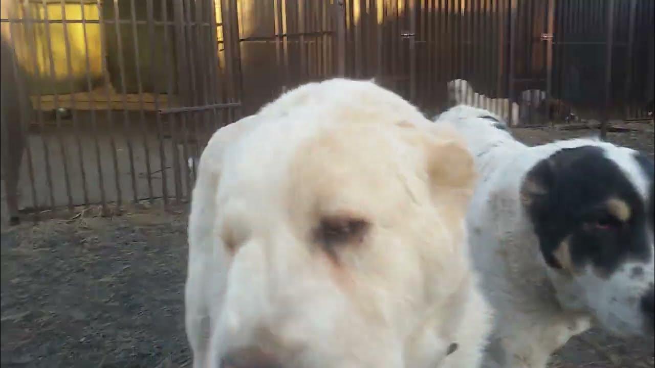 Алабай бугай щенки. Заводчик алабая. Бугай алабай. Нормальная кондиция у алабая. Питомник алабаев.