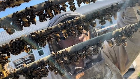 Smaller Scale Cell Builder Step-up This Year