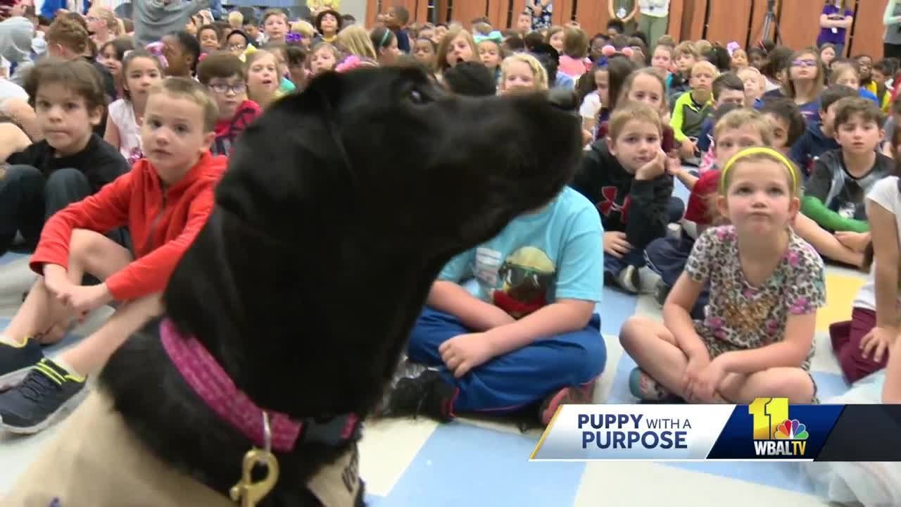 wbal-tv baltimore Camden, Smudge show their skills at Pershing Hill Elementary School