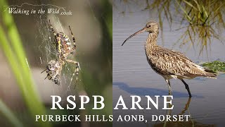 Dorset Walks: Exploring RSPB Arne