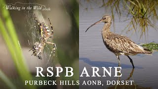 Dorset Walks Exploring Rspb Arne