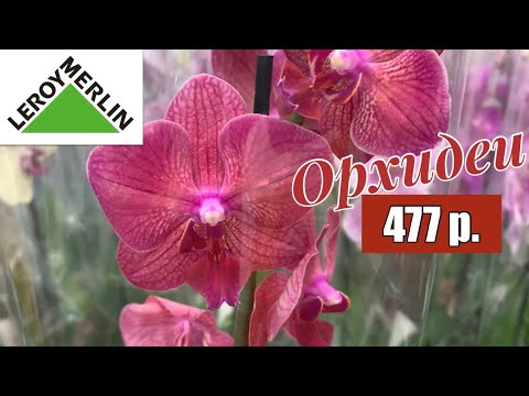 Новая партия ОРХИДЕЙ по 477 р.! В Леруа Мерлен на Уральской, СПБ. 04.07.22.