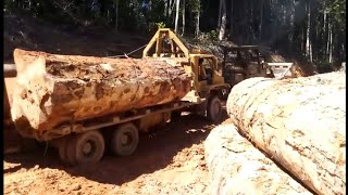 Kayu Balak Malaysia | Logging Truck
