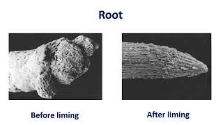 Characteristics , Impact And Management Of Acid Soil  By Prof.P.V.Shinde