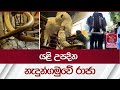      nadungamuwe raja   elephant srilanka  rupavahini news