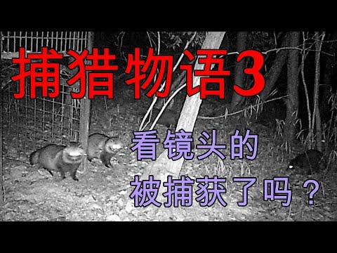 【日本捕獵系列hjp3】今晚的誘餌場真熱鬧，壹半身子在籠子裏那位，是否會被捕獲呢？