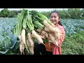 Harvest Daikon in my village for cooking / Daikon with pork belly recipe / Cooking with Sreypov