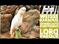 Loro Parque: Weiße KAKADUS | zoos.media