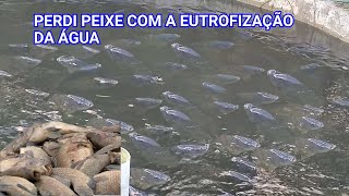 PERDI PEIXE COM A EUTROFIZAÇÃO DA ÁGUA, APRENDA A SOLUCIONAR ESTE PROBLEMA