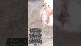 عث الأذن في القطط Ear mites in cats