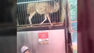 Я в зоопарке фото Я в зоопарке фото