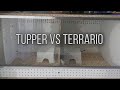 TUPPER vs TERRARIO ¿Cual es mejor? - Diamond Snakes