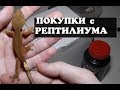 ПОКУПКИ С РЕПТИЛИУМА / Бананоед!?