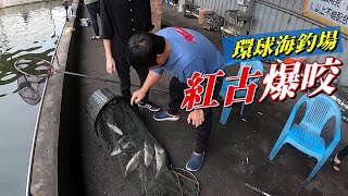 【老蟹愛釣魚】環球海釣場紅古大爆咬，不要再釣到紅古了啦... 