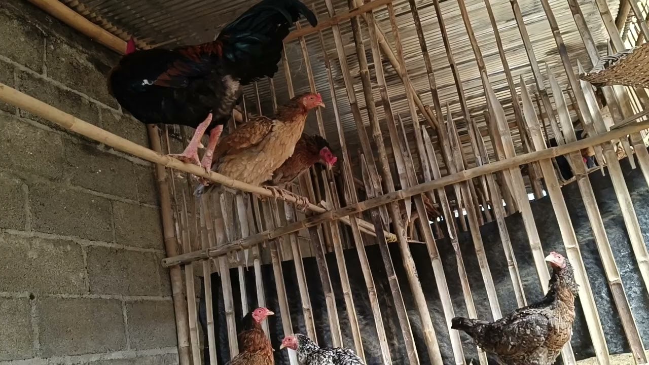 A hilarious moment at my backyard farm! 🐔😂Watch my chicken encounter a dog for the first time. Funny