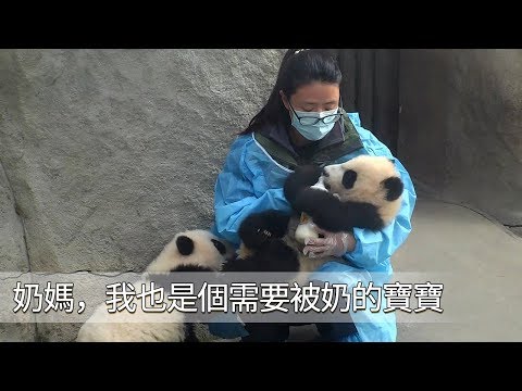 《熊貓早晚安》奶媽，我也是個需要被奶的寶寶 | iPanda