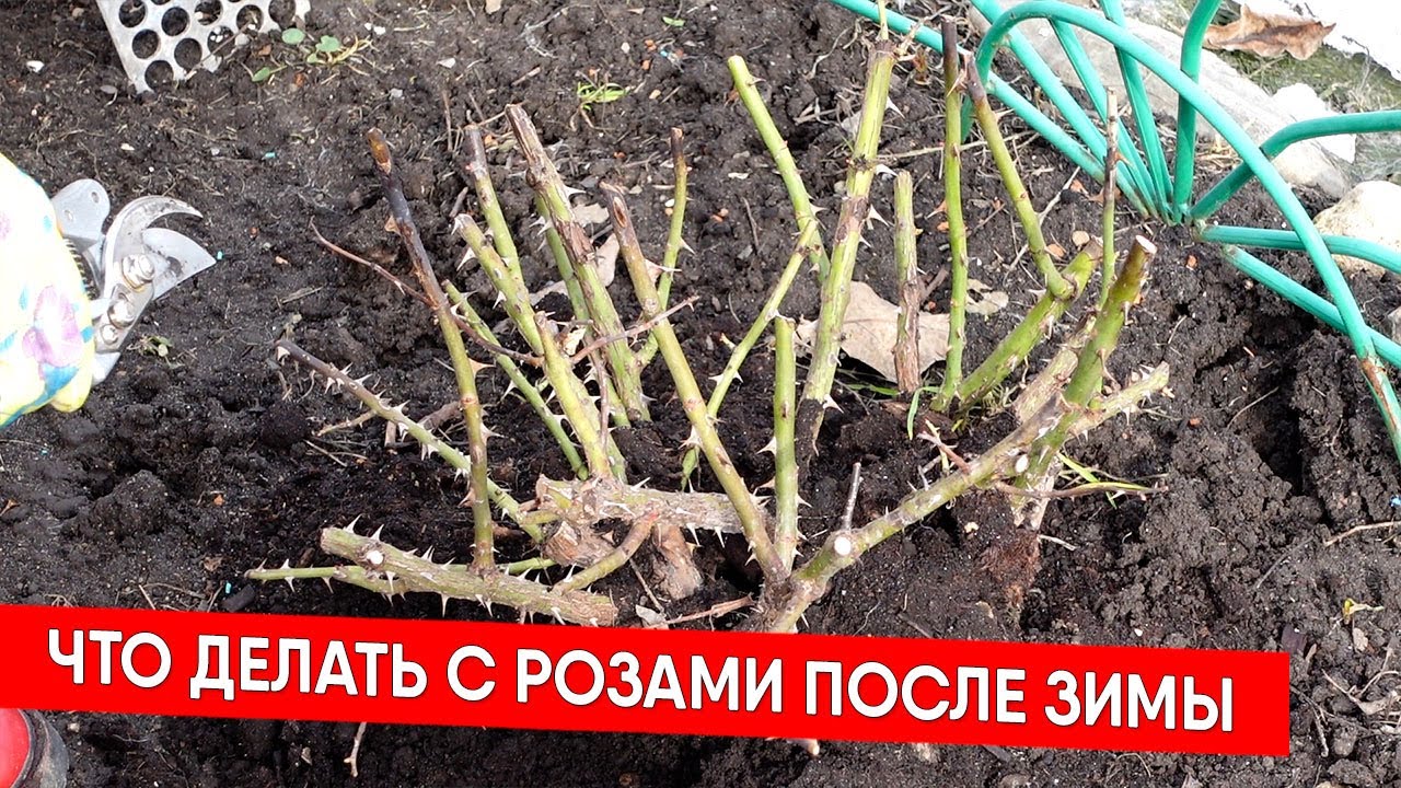 Какие розы после зимы