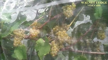 VINEYARD GRAPEVINE FRUIT PROTECTION VIDEO PART 2